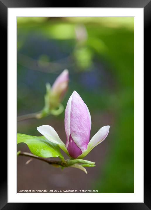 Magnolia in bloom Framed Mounted Print by Amanda Hart