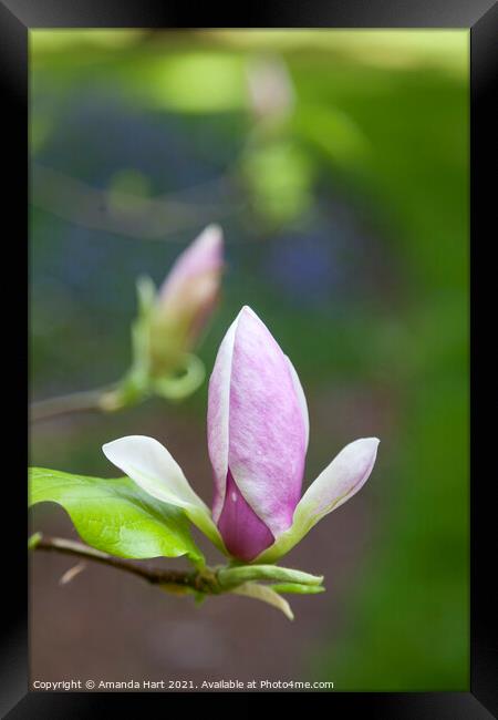 Magnolia in bloom Framed Print by Amanda Hart