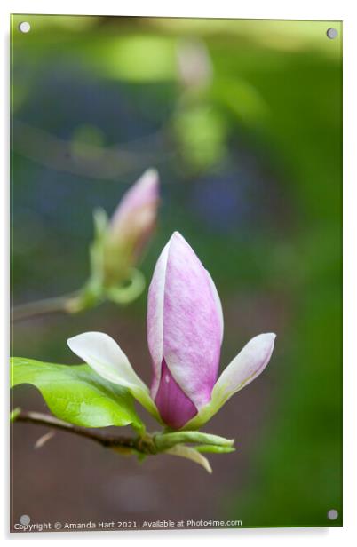 Magnolia in bloom Acrylic by Amanda Hart