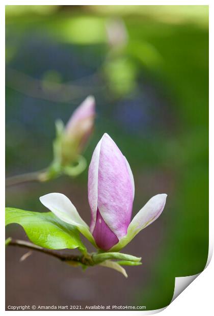 Magnolia in bloom Print by Amanda Hart