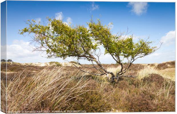 Windswept tree in a sand dune, south coast of England Canvas Print by Amanda Hart