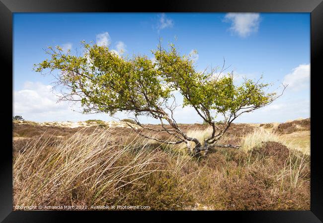 Windswept tree in a sand dune, south coast of England Framed Print by Amanda Hart