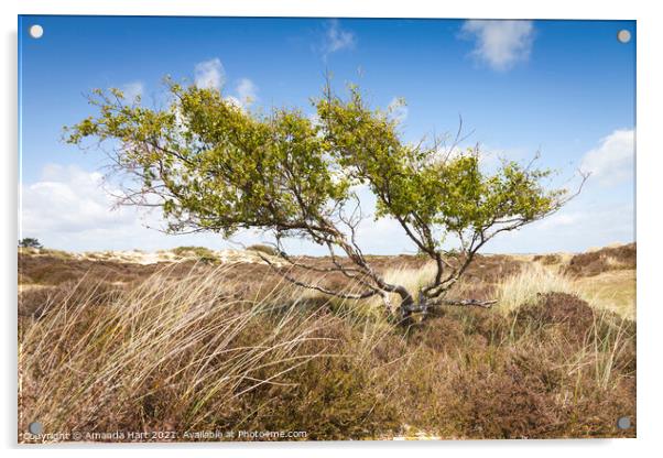 Windswept tree in a sand dune, south coast of England Acrylic by Amanda Hart