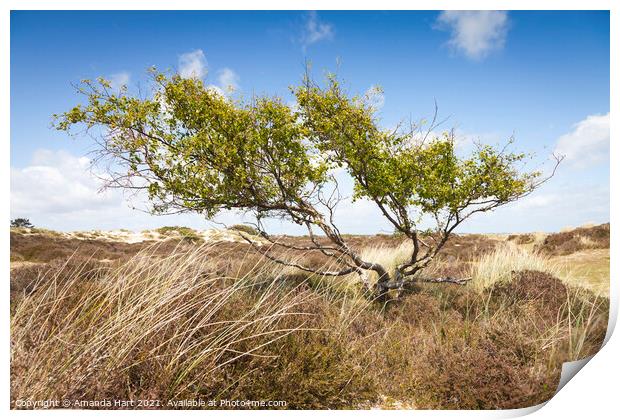 Windswept tree in a sand dune, south coast of England Print by Amanda Hart
