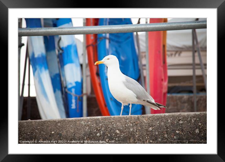 Seagull surveys activity in the harbour Framed Mounted Print by Amanda Hart