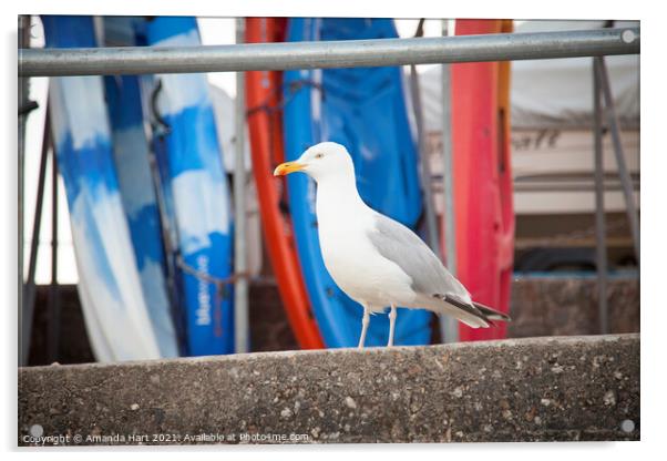 Seagull surveys activity in the harbour Acrylic by Amanda Hart
