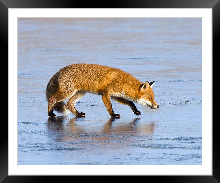 Fox on ice Framed Mounted Print by Andrew Haynes