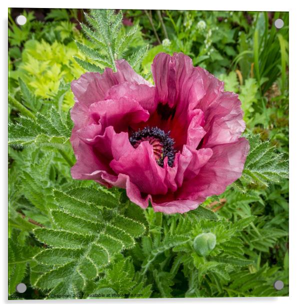 Oriental poppy flower Acrylic by Photimageon UK