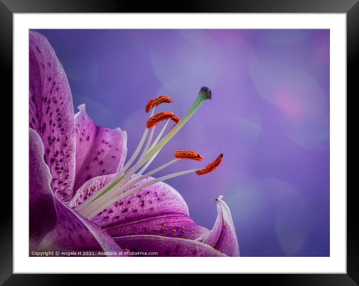 Lily Framed Mounted Print by Angela H