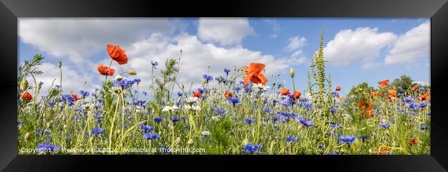 Poppy Field with Cornflowers | Panorama Framed Print by Melanie Viola
