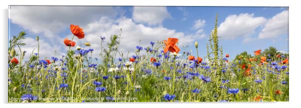 Poppy Field with Cornflowers | Panorama Acrylic by Melanie Viola