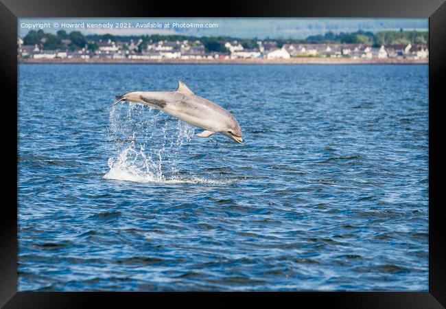 Bottlenose Dolphin (Tursiops truncatus) breaching in the Cromarty Firth Framed Print by Howard Kennedy