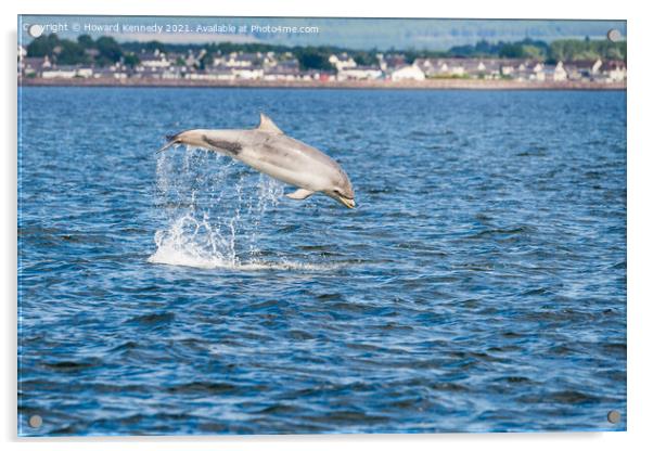 Bottlenose Dolphin (Tursiops truncatus) breaching in the Cromarty Firth Acrylic by Howard Kennedy