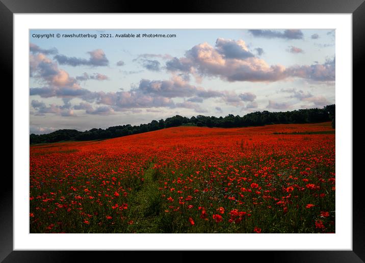 Poppy Field Sunrise Framed Mounted Print by rawshutterbug 