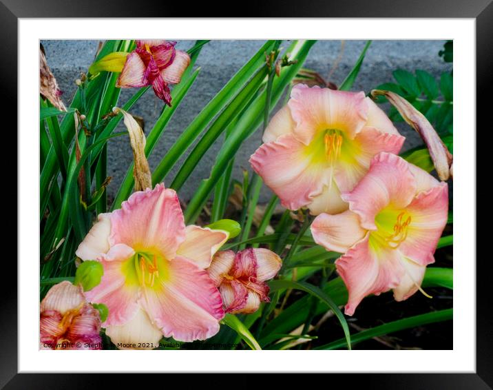 Lovely lilies Framed Mounted Print by Stephanie Moore