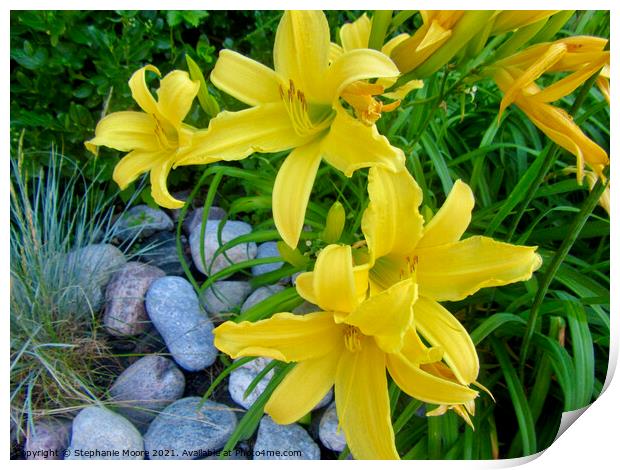 Yellow Day Lilies Print by Stephanie Moore