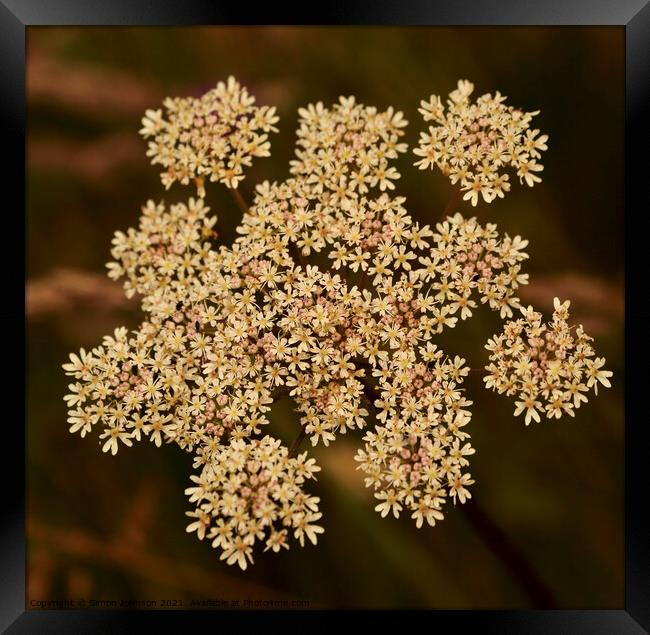 Cow Parsley Framed Print by Simon Johnson