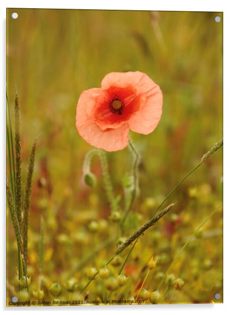 Wind blown poppy Acrylic by Simon Johnson