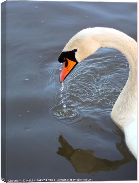 The Swan Canvas Print by HELEN PARKER