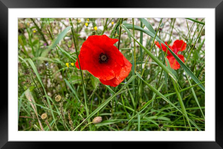 Vibrant Poppy Field Framed Mounted Print by Derek Daniel