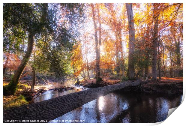 New Forest Autumn Print by Brett Gasser