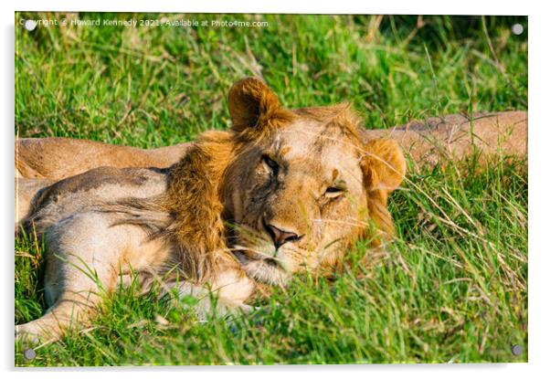 Male Lions in Masai Mara Acrylic by Howard Kennedy