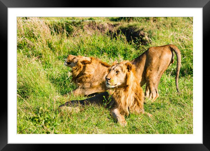 Male Lions in Masai Mara Framed Mounted Print by Howard Kennedy