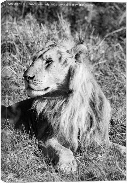 Male Lion in Masai Mara Canvas Print by Howard Kennedy