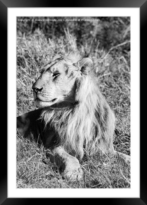 Male Lion in Masai Mara Framed Mounted Print by Howard Kennedy