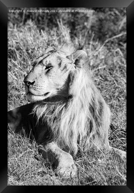 Male Lion in Masai Mara Framed Print by Howard Kennedy