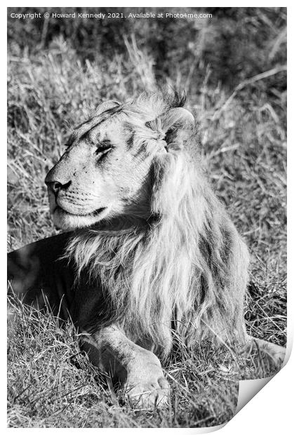Male Lion in Masai Mara Print by Howard Kennedy