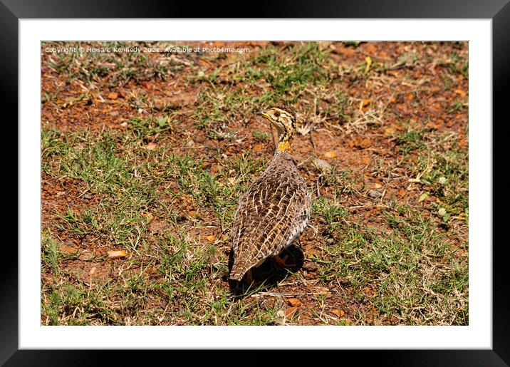 Coqui Francolin Framed Mounted Print by Howard Kennedy