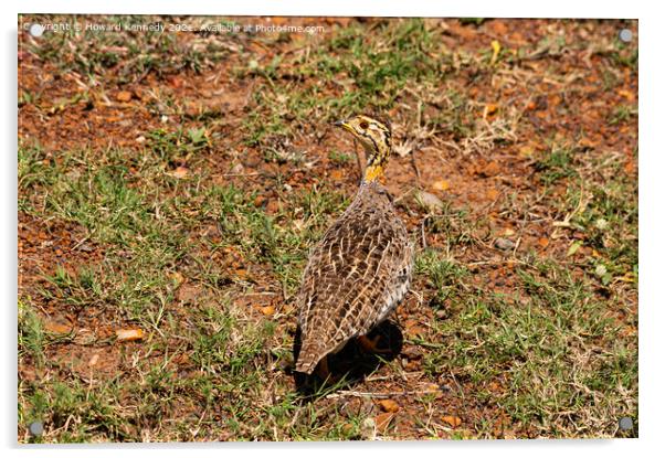 Coqui Francolin Acrylic by Howard Kennedy