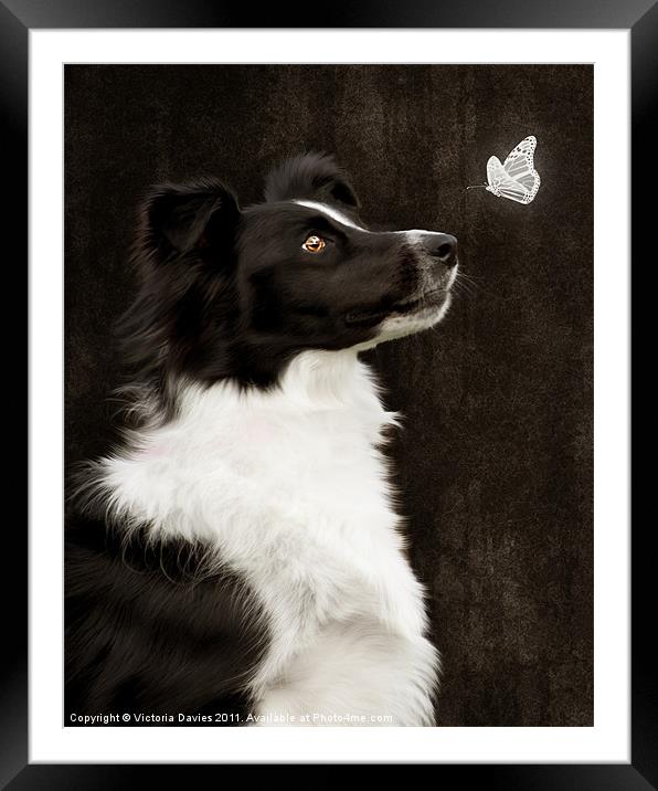Border Collie with Butterfly Framed Mounted Print by Victoria Davies
