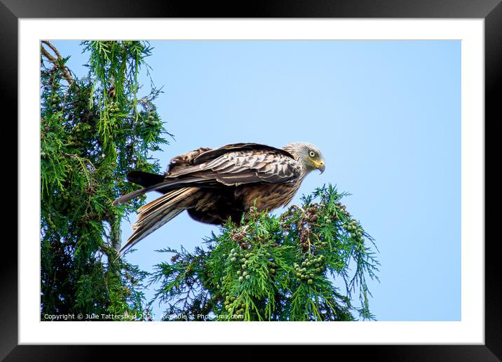 Red Kite perched on tree Framed Mounted Print by Julie Tattersfield