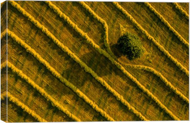 Aerial view of a field with a single tree and freshly cut grass prepared for hay production. Canvas Print by Andrea Obzerova