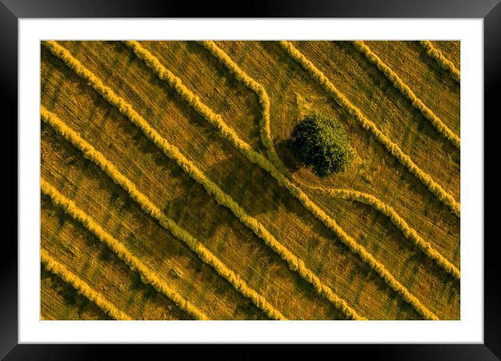 Aerial view of a field with a single tree and freshly cut grass prepared for hay production. Framed Mounted Print by Andrea Obzerova