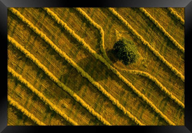 Aerial view of a field with a single tree and freshly cut grass prepared for hay production. Framed Print by Andrea Obzerova