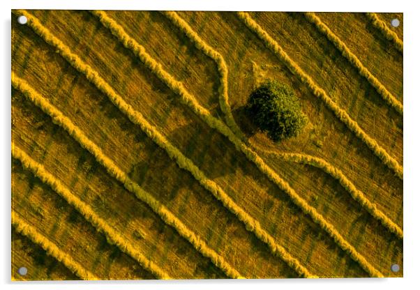 Aerial view of a field with a single tree and freshly cut grass prepared for hay production. Acrylic by Andrea Obzerova