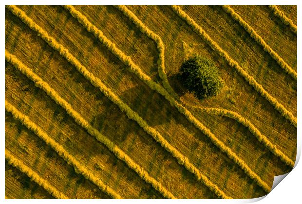 Aerial view of a field with a single tree and freshly cut grass prepared for hay production. Print by Andrea Obzerova