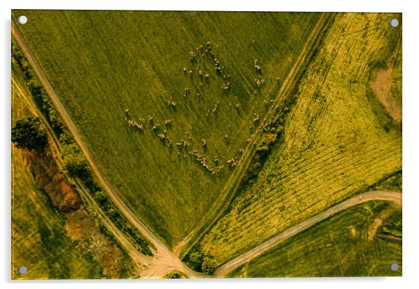 Aerial view of a flock of sheep grazing pastures. Acrylic by Andrea Obzerova