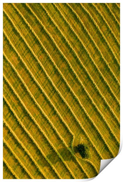 Beauty and patterns of a cultivated farmland in Slovakia from above. Print by Andrea Obzerova