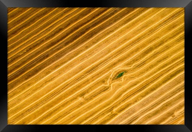 Aerial view of a freshly harvested wheat field.  Framed Print by Andrea Obzerova