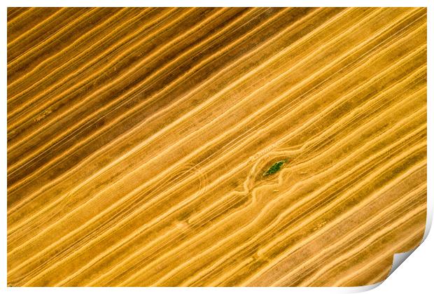 Aerial view of a freshly harvested wheat field.  Print by Andrea Obzerova