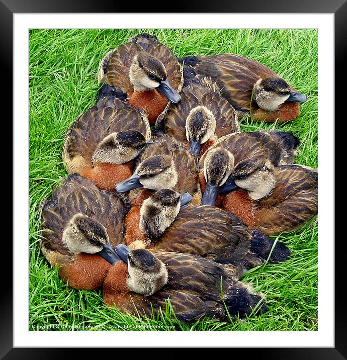 White faced whistling ducks Framed Mounted Print by Ciara Hegarty