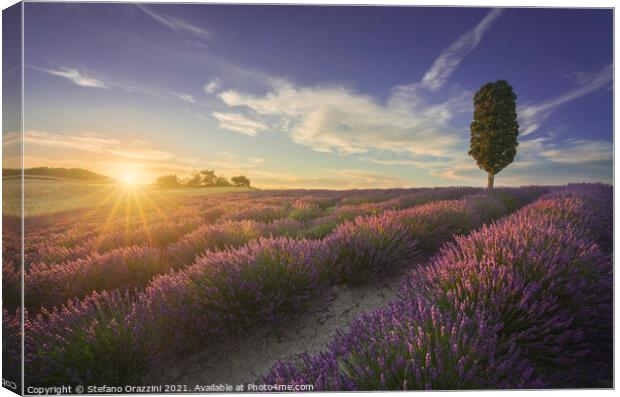 Lavender fields and cypress tree at sunset. Tuscany Canvas Print by Stefano Orazzini