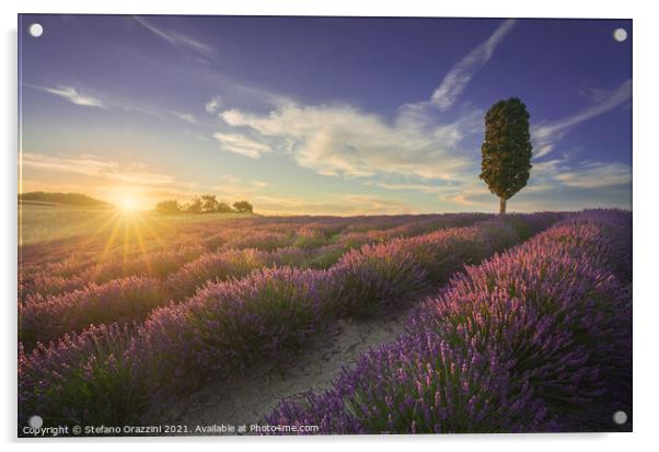Lavender fields and cypress tree at sunset. Tuscany Acrylic by Stefano Orazzini