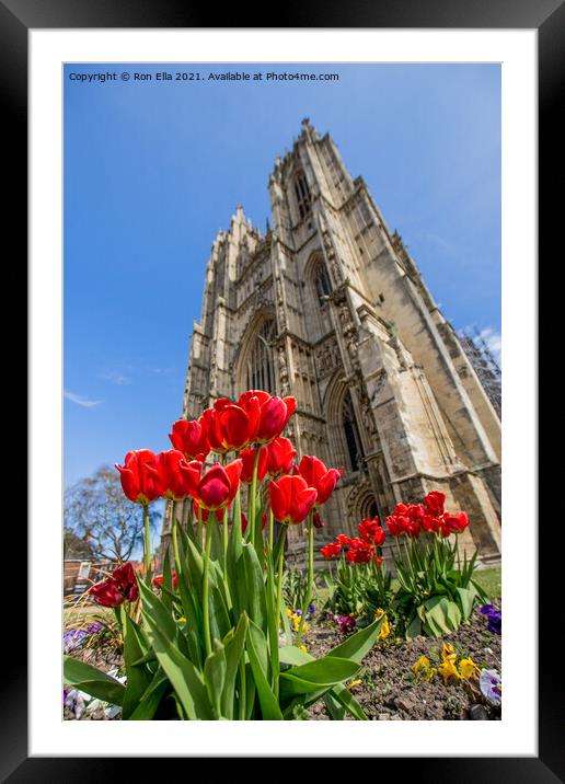 Blooming Beauty at Beverley Minster Framed Mounted Print by Ron Ella