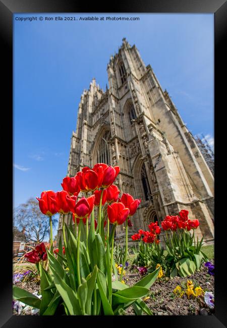 Blooming Beauty at Beverley Minster Framed Print by Ron Ella