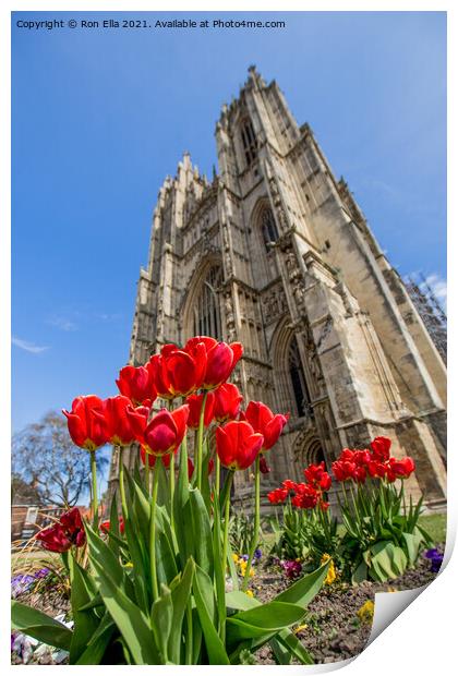 Blooming Beauty at Beverley Minster Print by Ron Ella